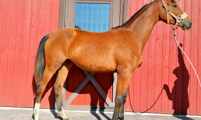 Fiona Carla 2019 dressagemare