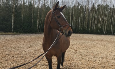 Beautiful mare for everyone