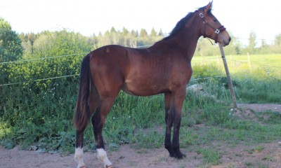 1.5 aastane täkk
