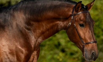 Lusitano Stallion - Jota Jota 6yo