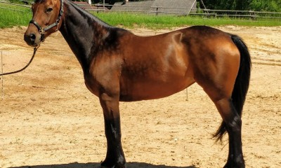 Hollywood, 7yo mare for an ambitious hobby-rider