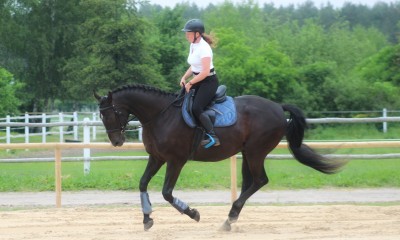 Amazing black gelding for Eventing/ Jumping/ Cross/ Trails