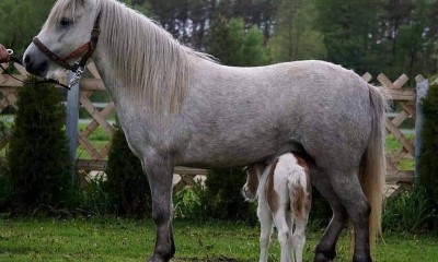 Welsh Ajzsa
