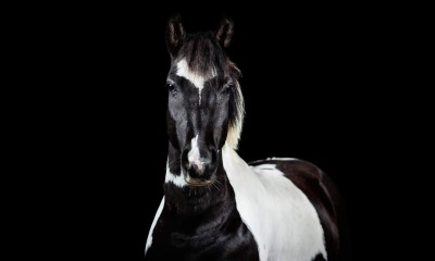 Eestihobune (poni)