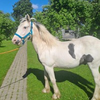 Sport pony