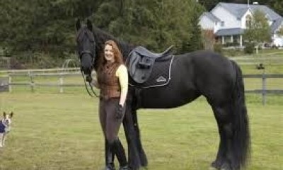 Incredible Black Friesian Horse For Sale