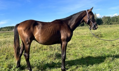 2.y.o. stallion for jumping